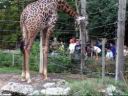 giraffeme.jpg
